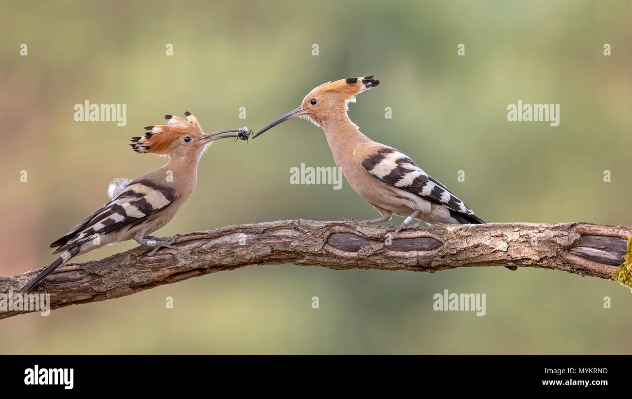 Hoopoes (Upupa epops) couple during courtship feeding on a branch, Middle Elbe Biosphere Reserve, Saxony-Anhalt, Germany Stock Photo
