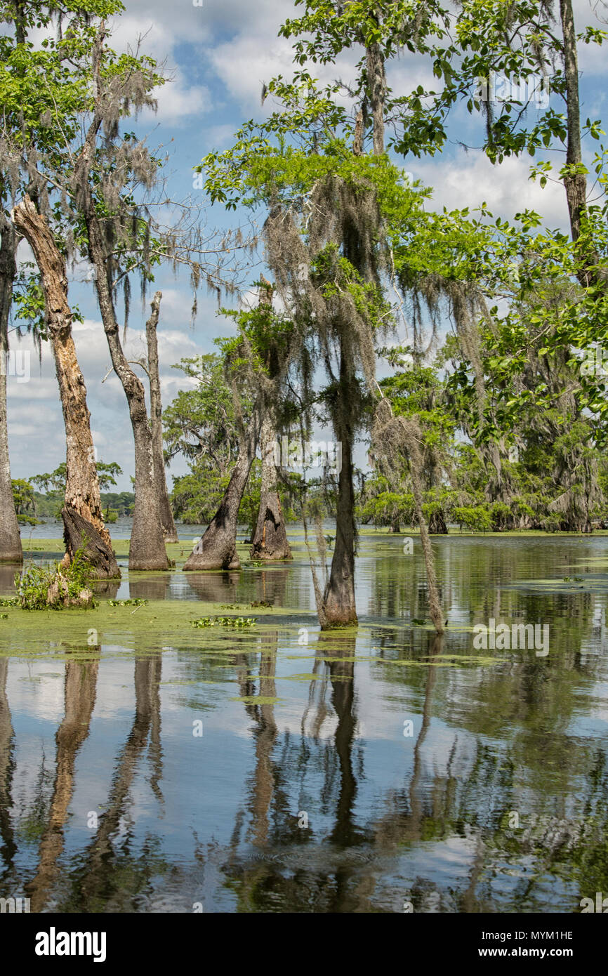 Swamp landscape; Breaux Bridge, Louisiana, USA Stock Photo