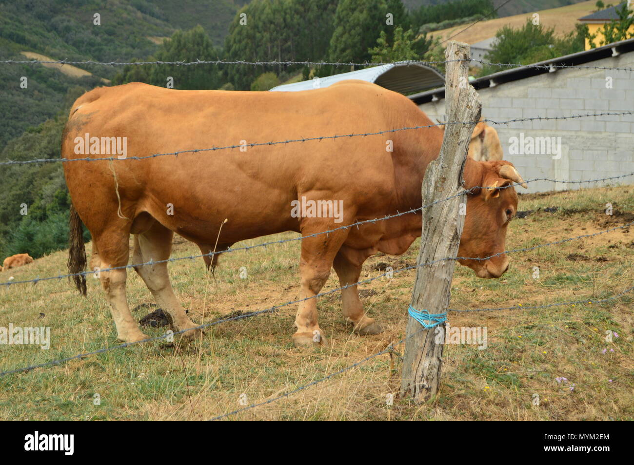 Magnificent Bull Grazing In Rebedul Meadows In Lugo. Animal Landscapes Nature. August 18, 2016. Rebedul Becerrea Lugo Galicia Spain. Stock Photo