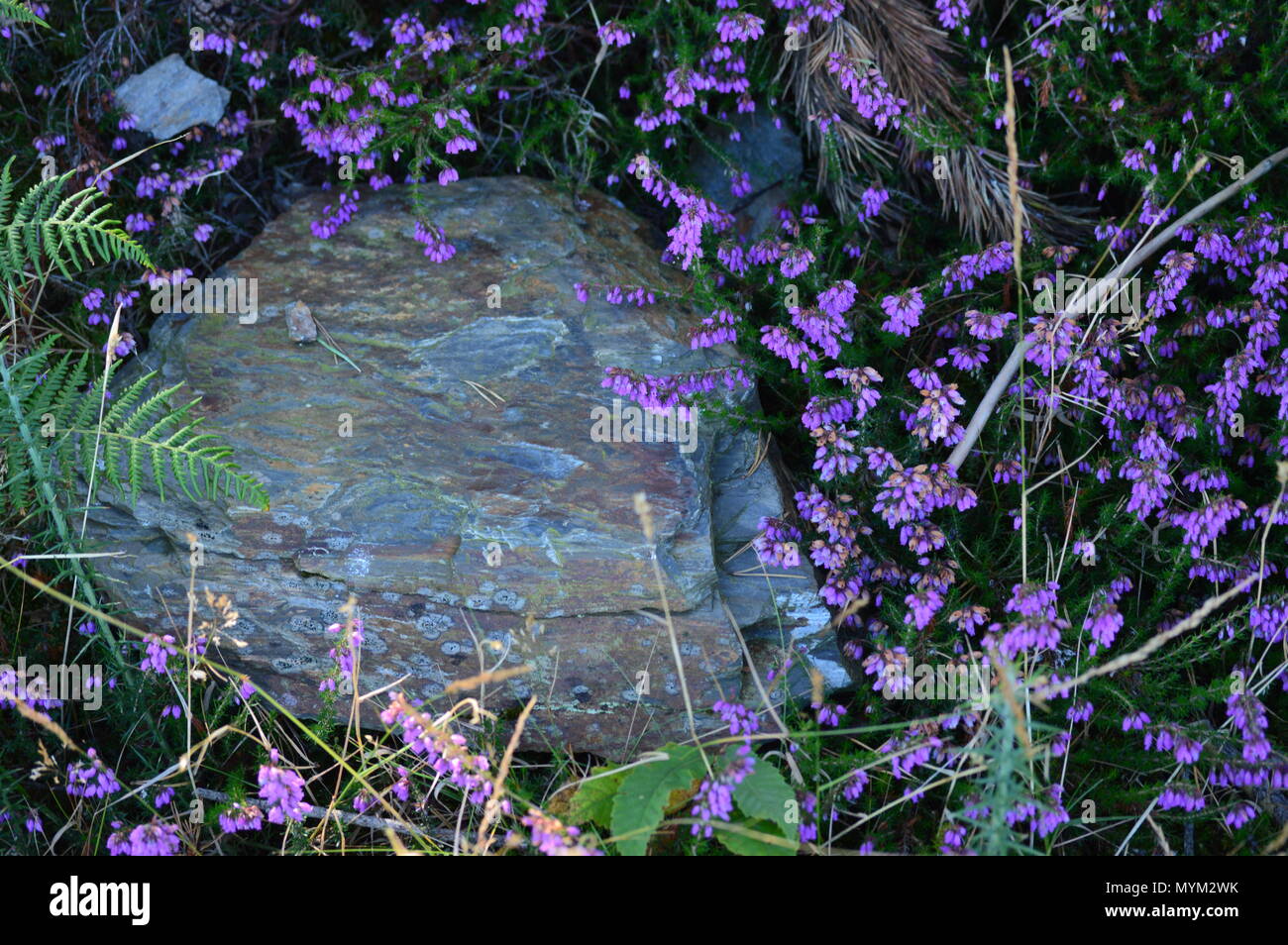 Beautiful Stone Surrounded By Mallow Flowers In Rebedul Meadows In Lugo. Flowers Landscapes Nature. August 18, 2016. Rebedul Becerrea Lugo Galicia Spa Stock Photo