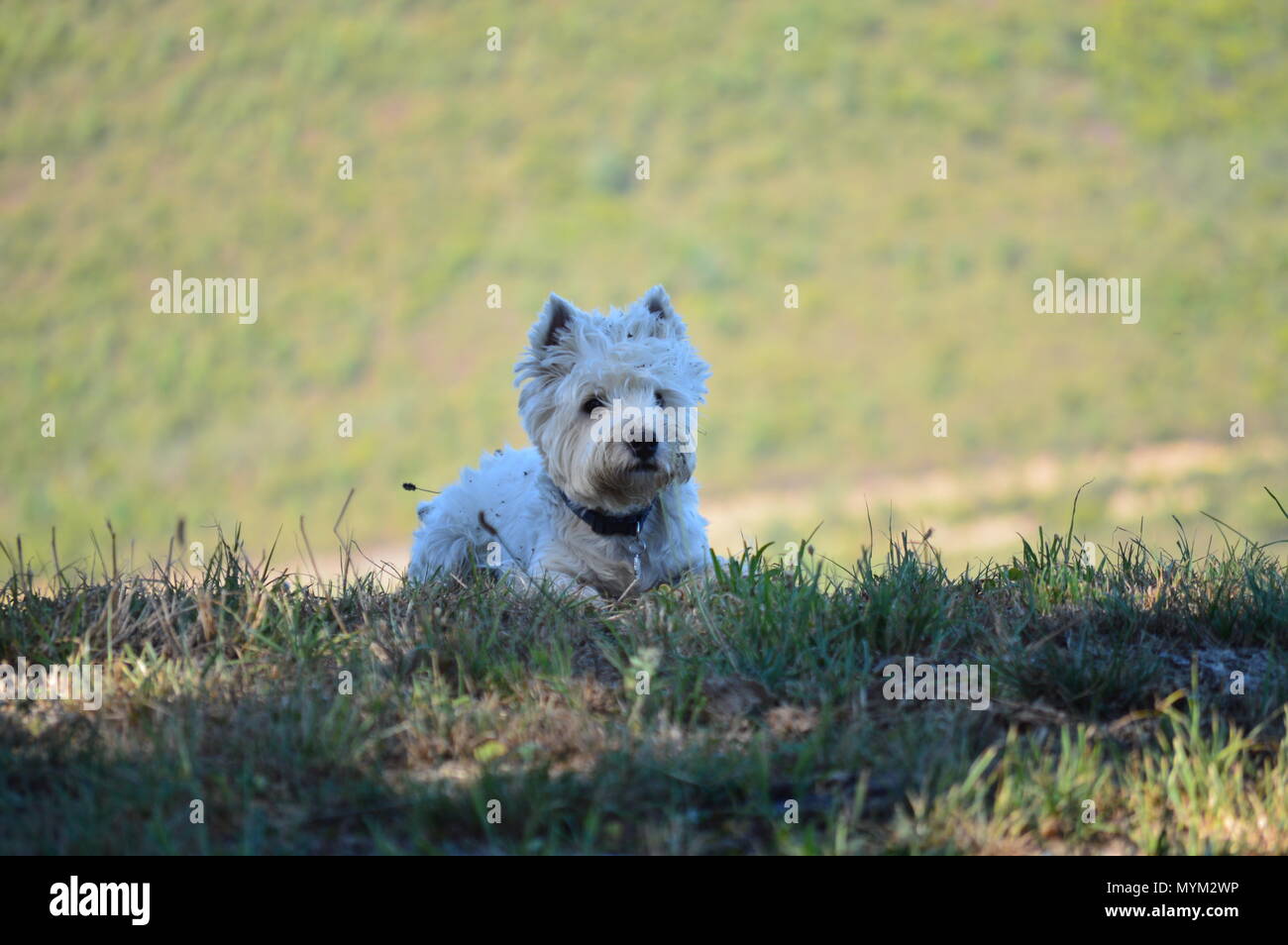 Beautiful West Highland White Terrier Dog Lying On Rebedul Meadows In Lugo. Animals Landscapes Nature. August 18, 2016. Rebedul Becerrea Lugo Galicia  Stock Photo