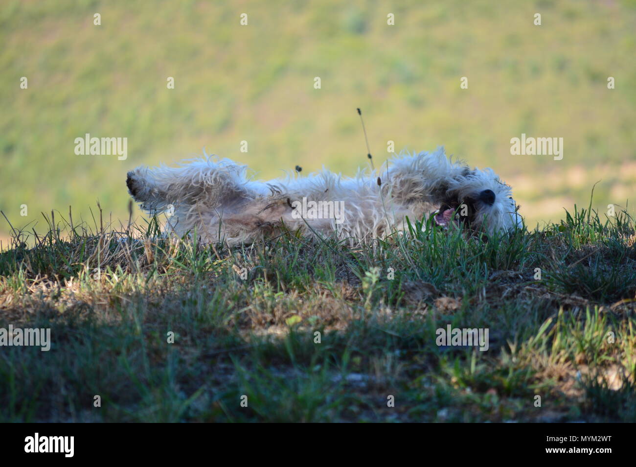 Beautiful West Highland White Terrier Dog Rotating In Rebedul Meadows In Lugo. Animals Landscapes Nature. August 18, 2016. Rebedul Becerrea Lugo Galic Stock Photo