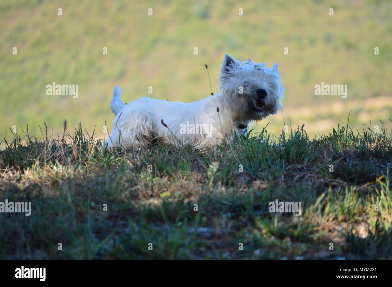 Beautiful West Highland White Terrier Dog Shaking In Rebedul Meadows In Lugo. Animals Landscapes Nature. August 18, 2016. Rebedul Becerrea Lugo Galici Stock Photo