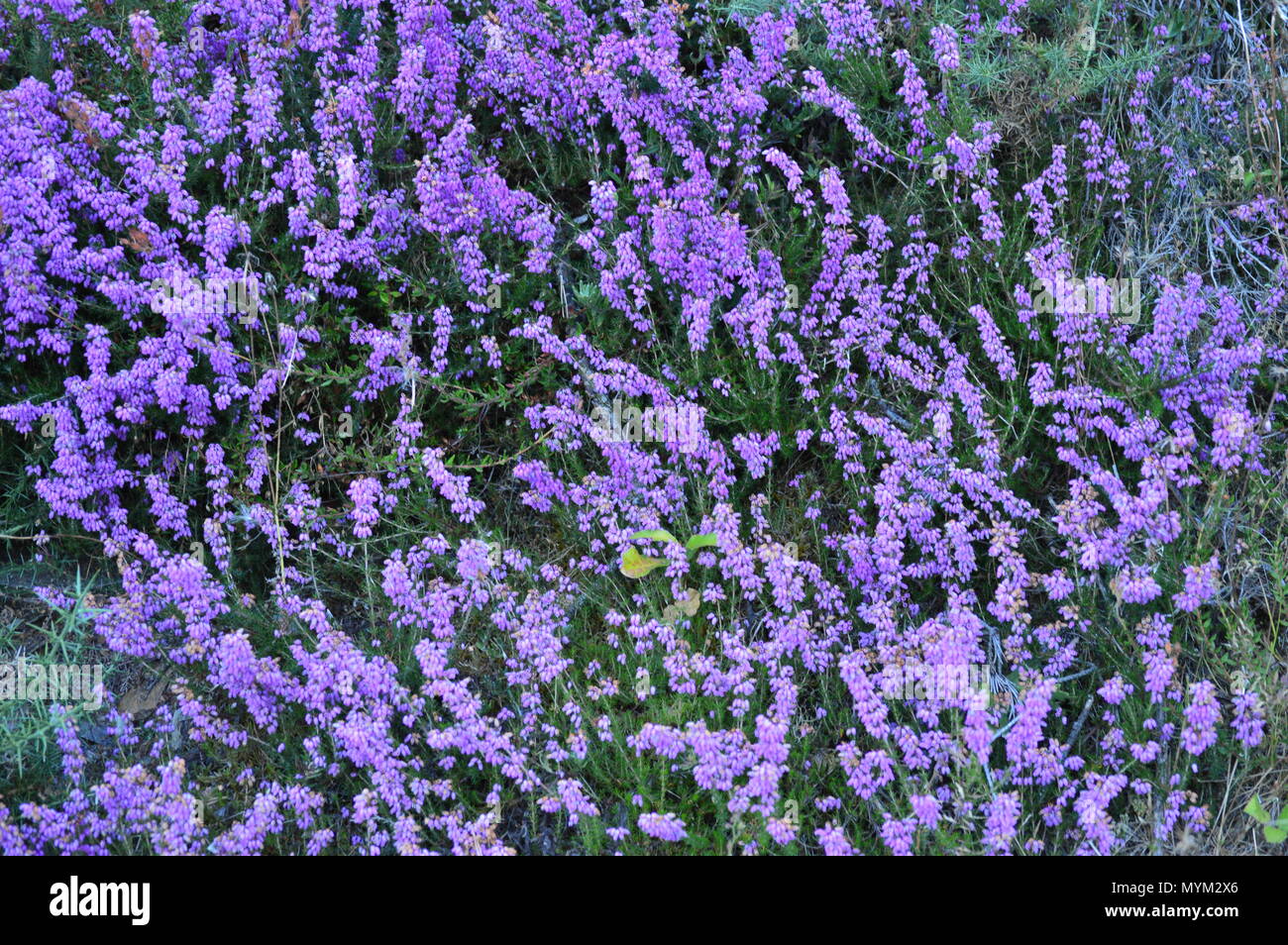 Malva Flowers In Rebedul Meadows In Lugo. Flowers Landscapes Nature. August 18, 2016. Rebedul Becerrea Lugo Galicia Spain. Stock Photo
