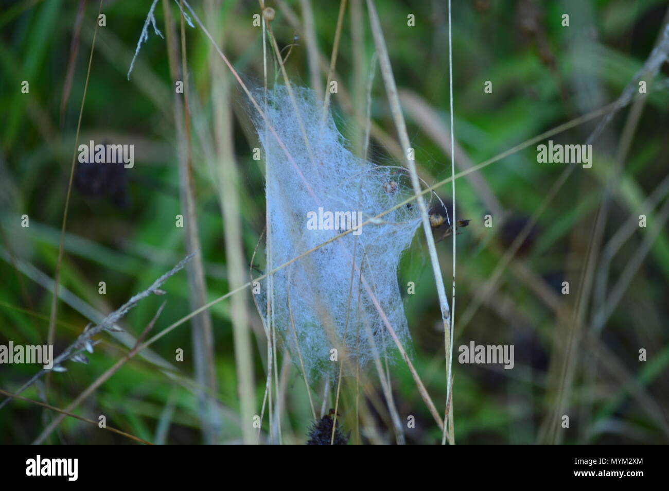 Spider Web In Rebedul Meadows In Lugo. Flowers Landscapes Nature. August 18, 2016. Rebedul Becerrea Lugo Galicia Spain. Stock Photo