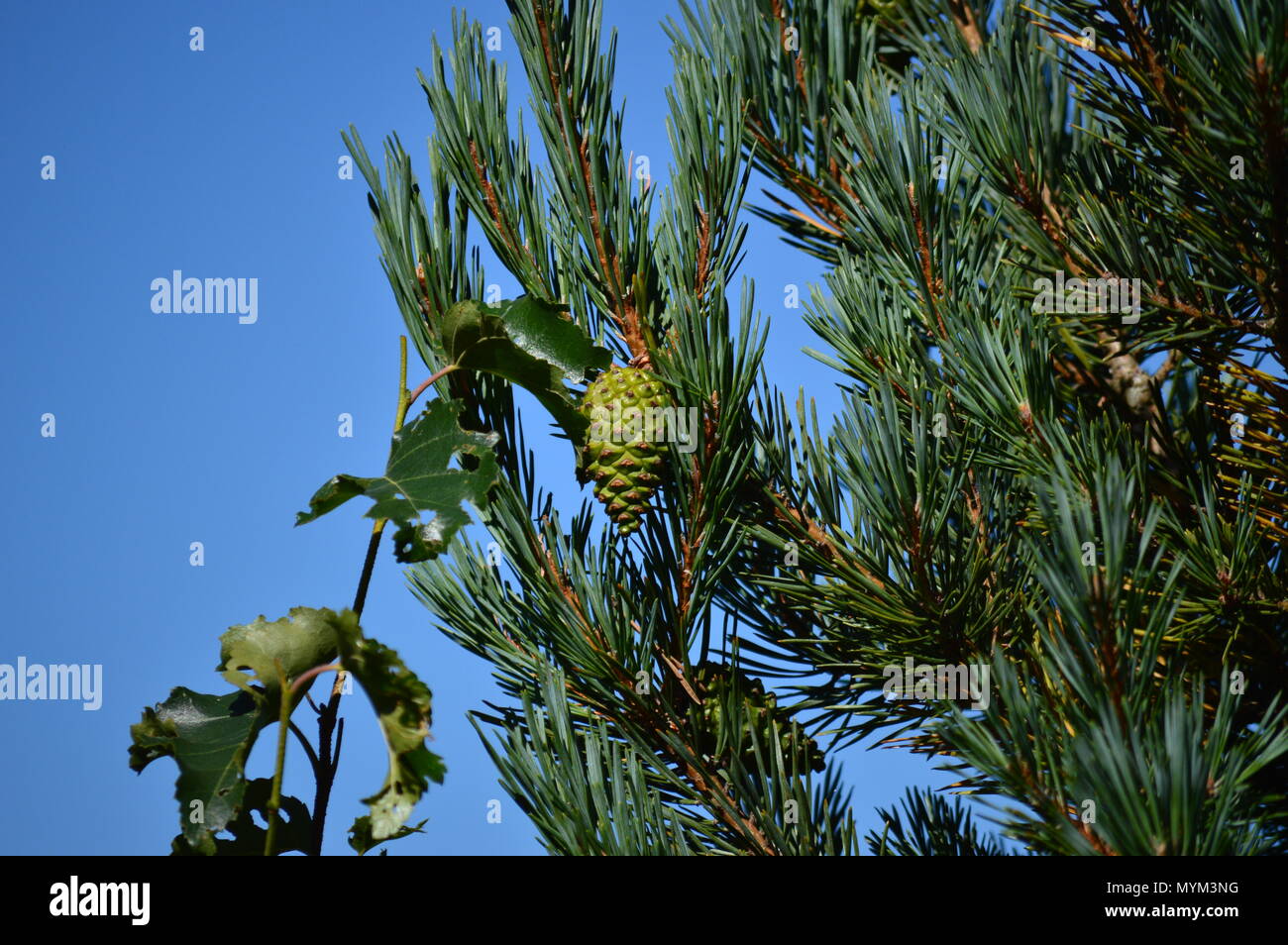 Beautiful Pinecone Hanging From The Branches Of A Pine In Rebedul Meadows In Lugo. Flowers Landscapes Nature. August 18, 2016. Rebedul Becerrea Lugo G Stock Photo