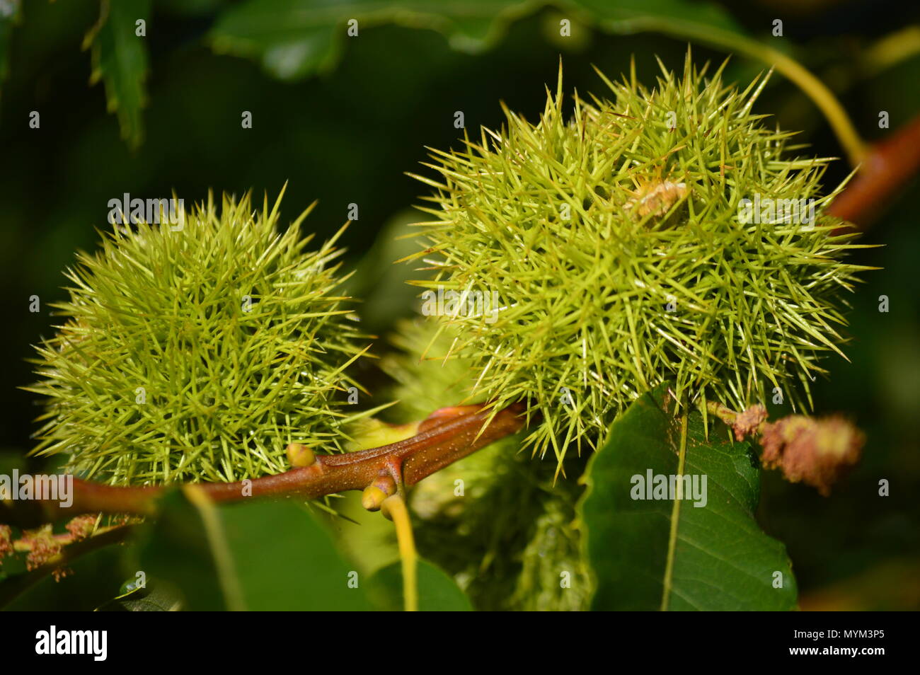 Chestnuts Inside His Thorn In The Birch Meadows In Lugo. Flowers Landscapes Nature. August 18, 2016. Rebedul Becerrea Lugo Galicia Spain. Stock Photo