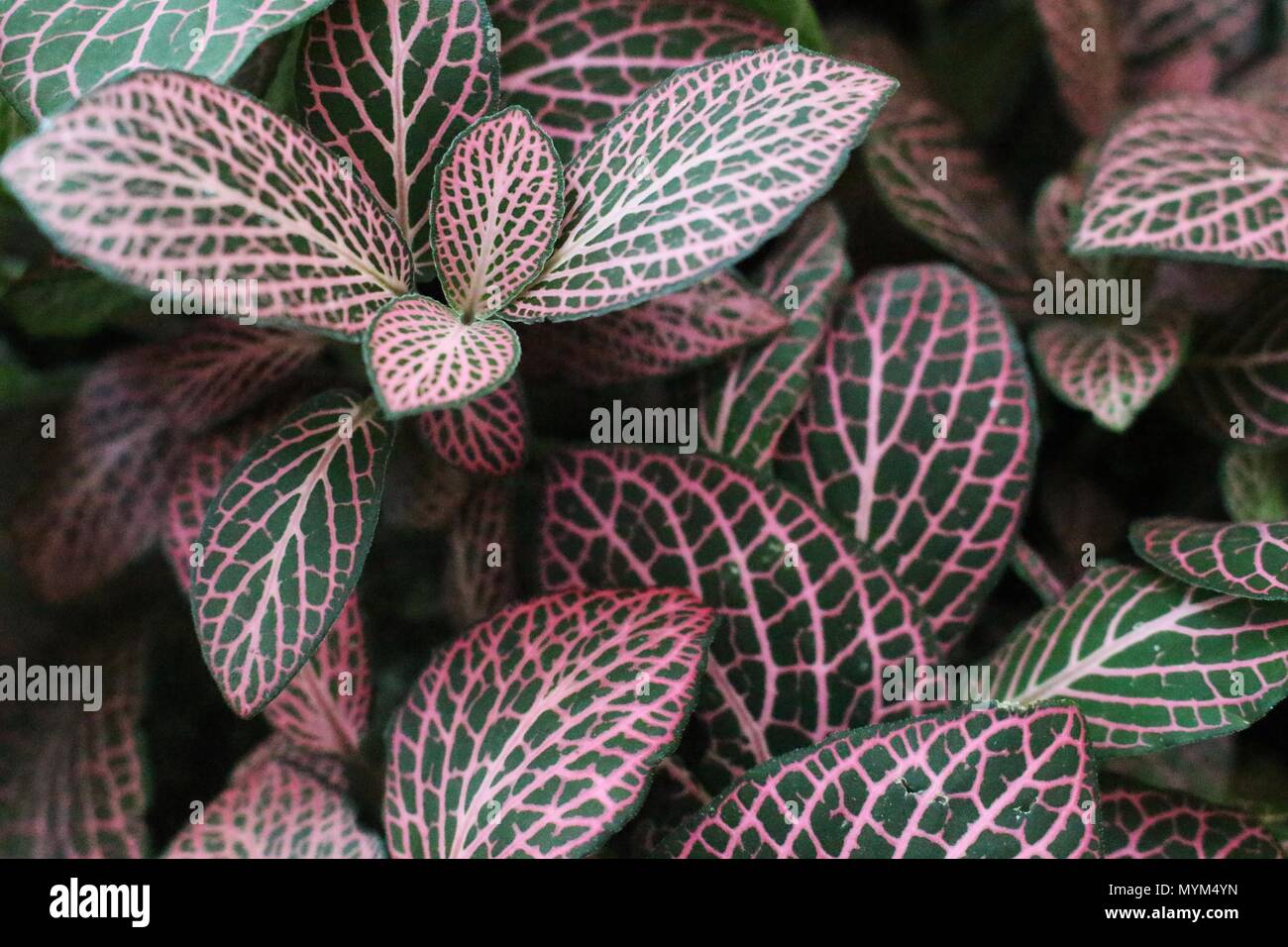 Light pink veins of leaves of nerve plant (Fittonia) Stock Photo