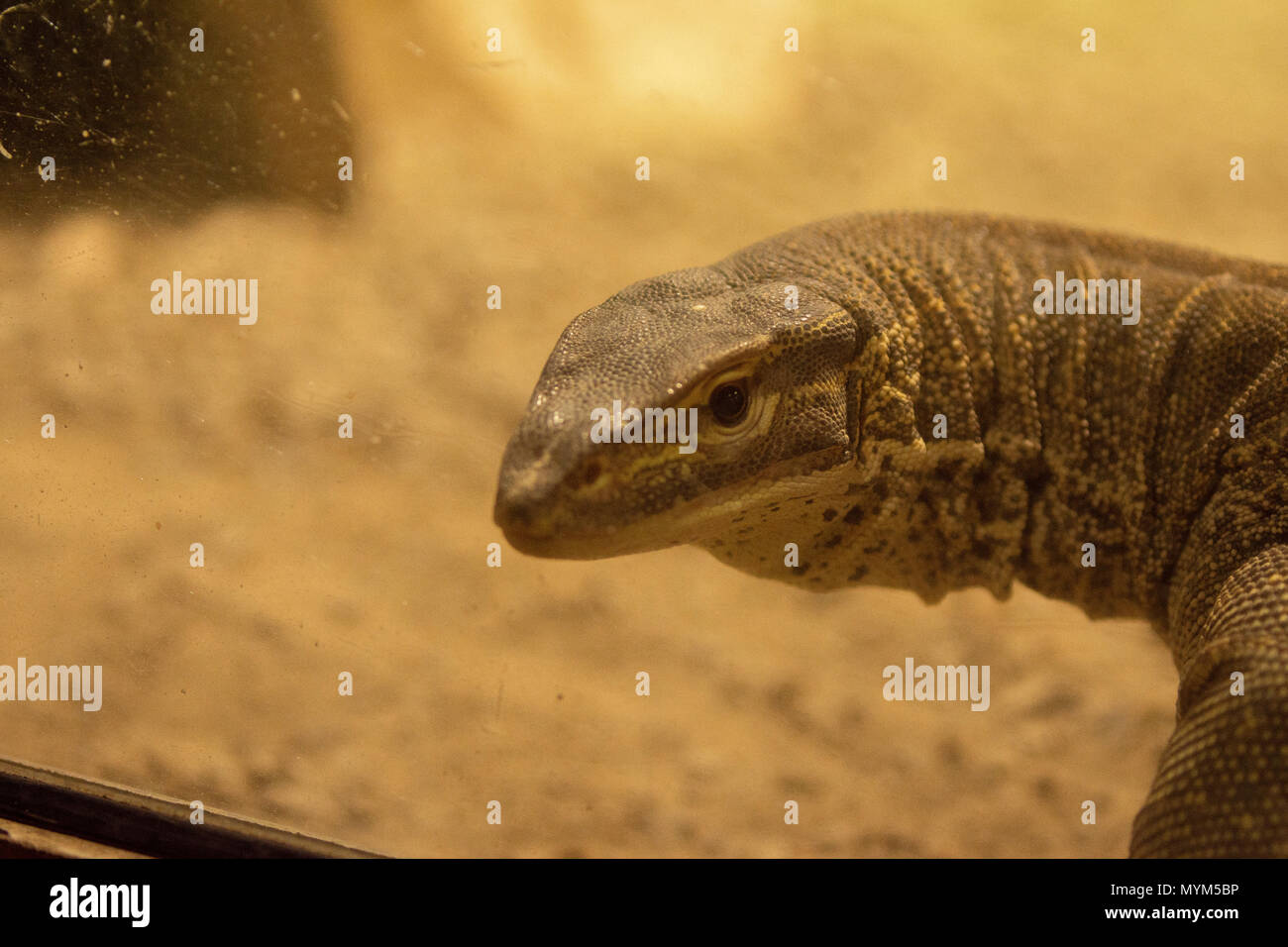 Varane in Pairi Daiza zoo,Belgique Stock Photo - Alamy