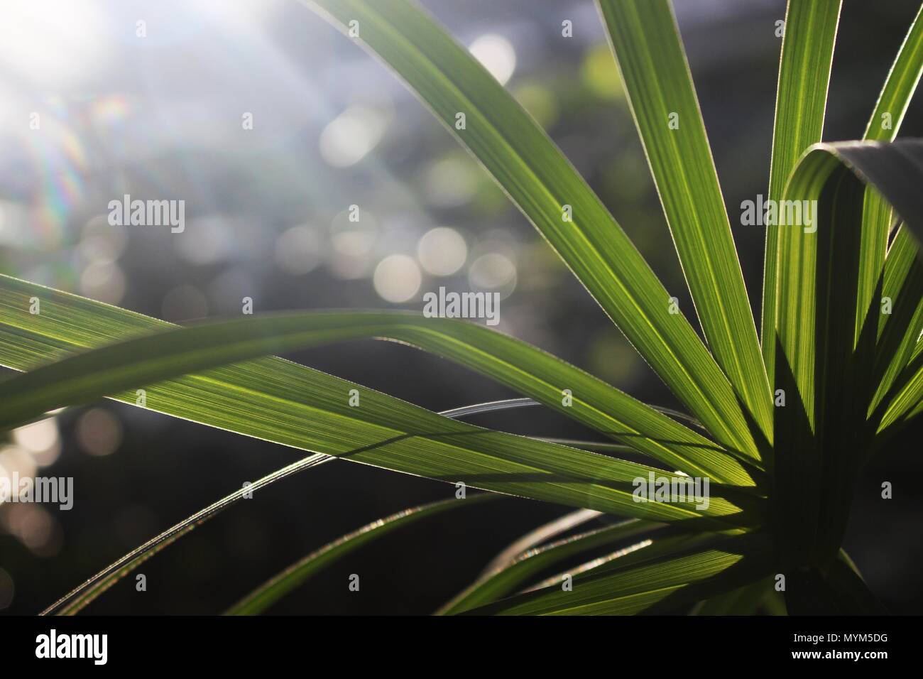 Sunlight throug leafes of umbrella sedges - Cyperus Stock Photo