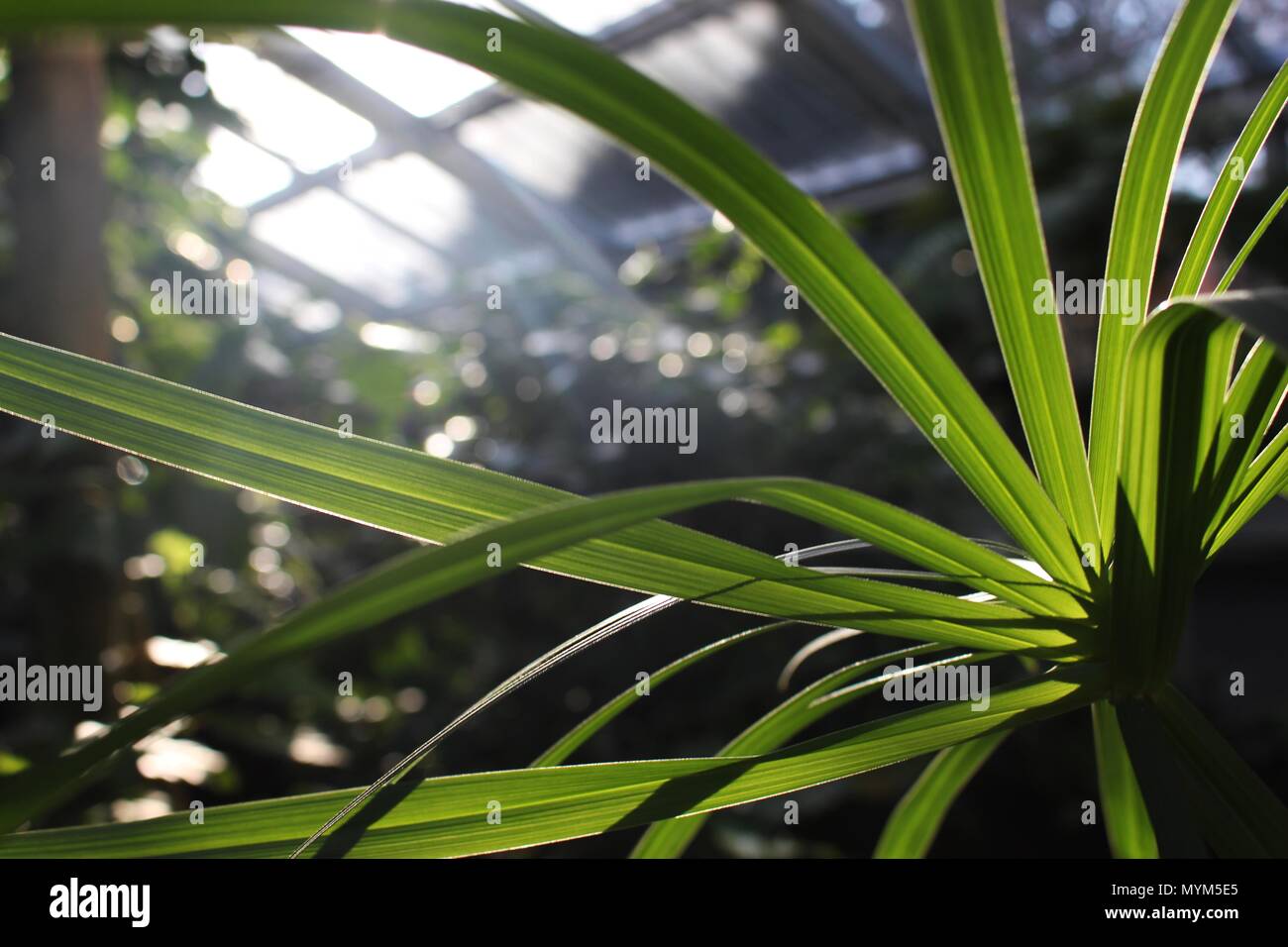 Sunlight throug leafes of umbrella sedges - Cyperus Stock Photo