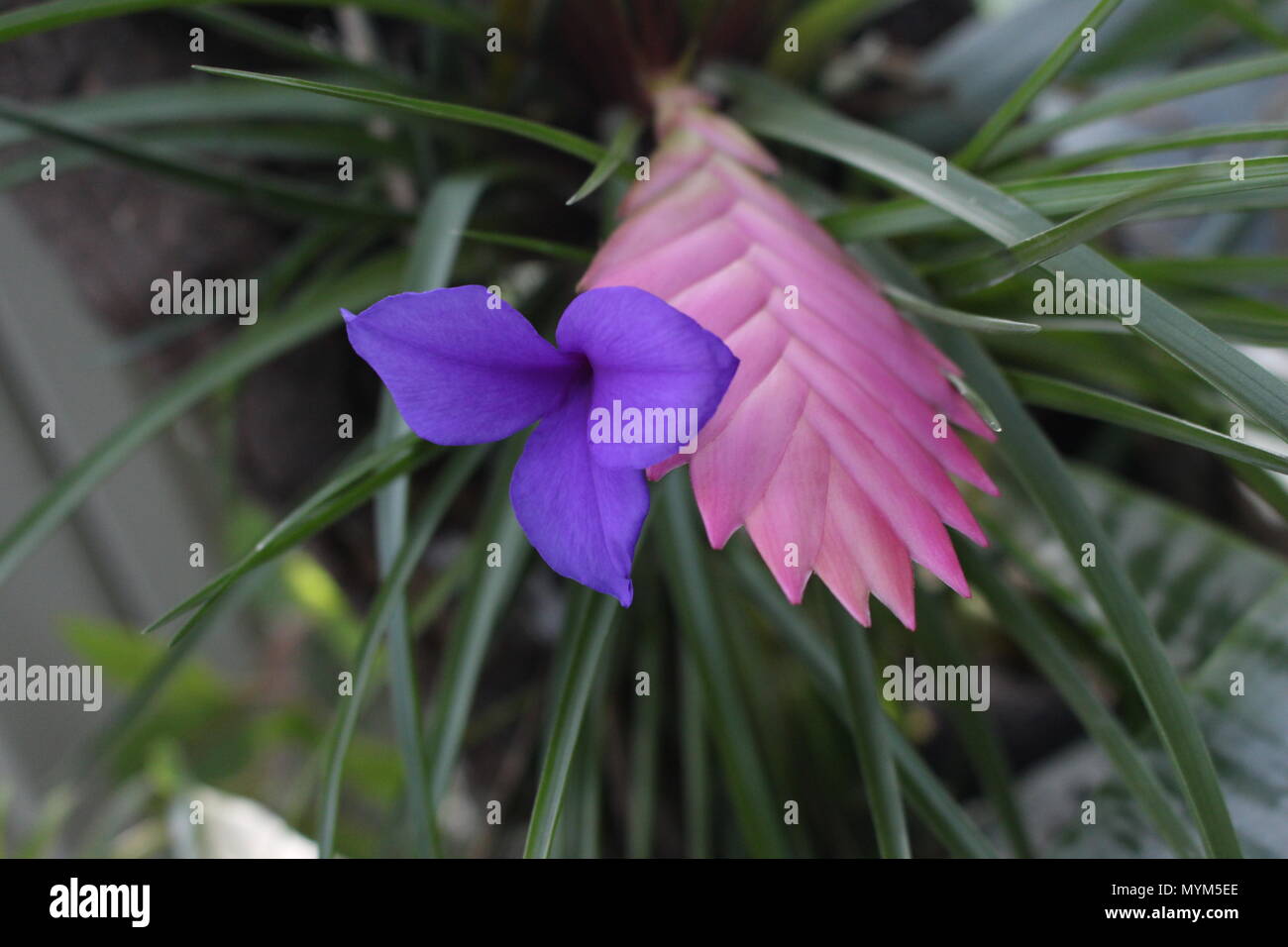 epiphytic pink quill (Tillandsia cyanea, Wallisia cyanea) Stock Photo