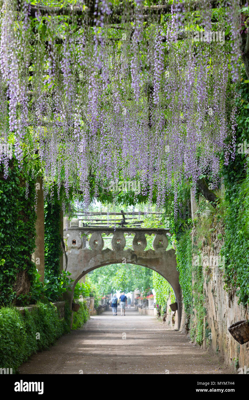 Hanging purple Wisteria along path in the formal gardens of Villa Cimbrone, Ravello, The Amalfi Coast, Campania, Italy, Europe Stock Photo