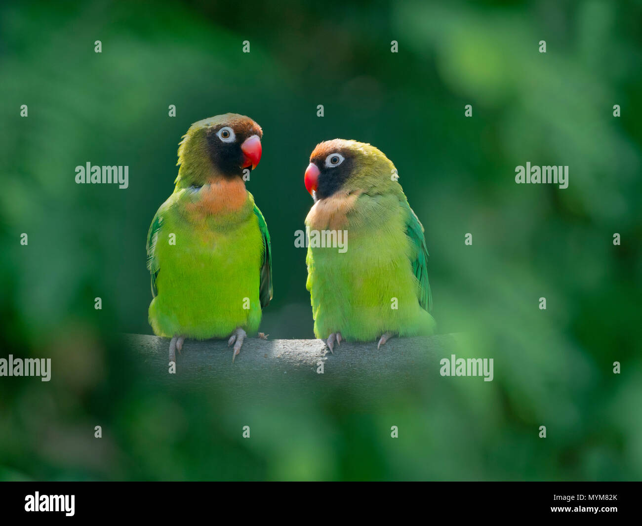 Small genus of parrot hi-res stock photography and images - Alamy