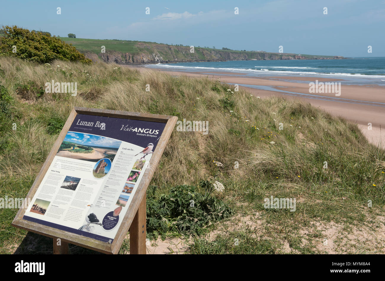 Lunan Bay, Angus, Scotland. The beach which is often voted one of the best in Scotland has the ruin known as Red Castle over looking it. Stock Photo