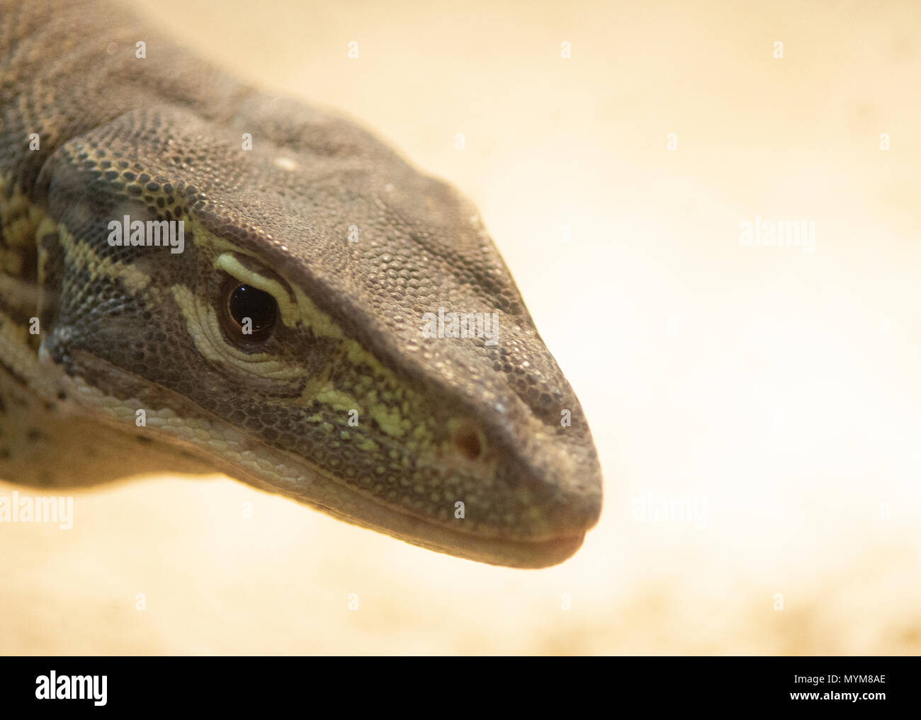Varane in Pairi Daiza zoo,Belgique Stock Photo - Alamy