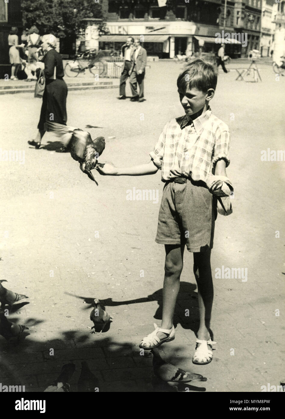 Boy in shorts feeds the pigeons in his hands, Danmark 1930s Stock Photo