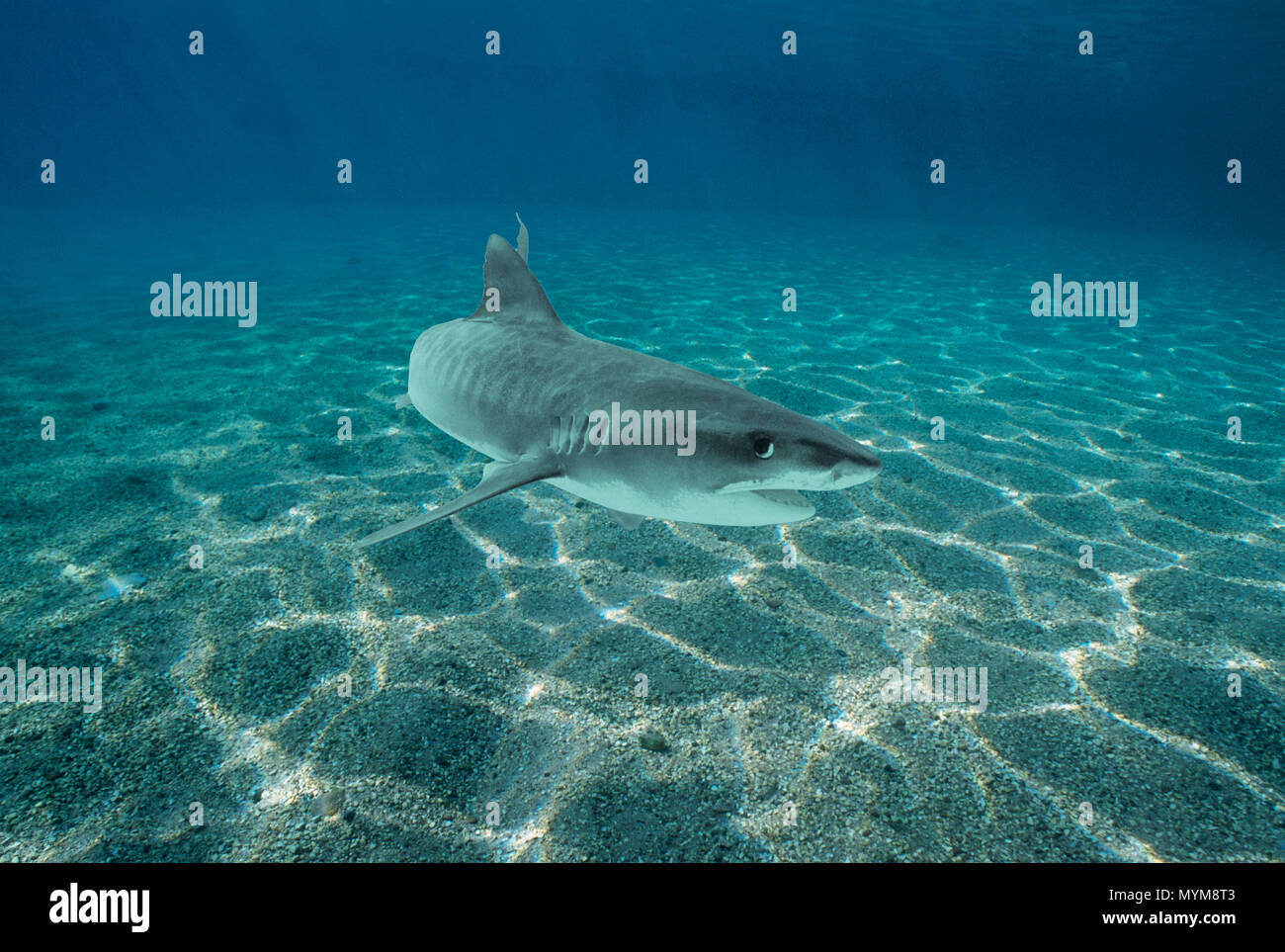 Tiger Shark (Galeocerdo cuvier), Egypt - Red Sea.   Image digitally altered to remove distracting or to add more interesting background. The main subj Stock Photo