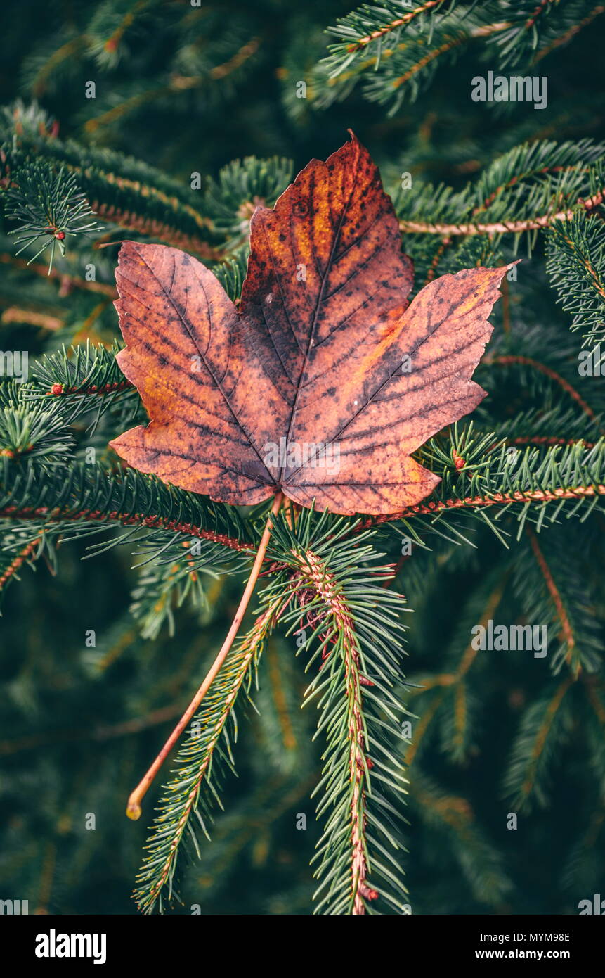 Brown leaf on pine tree Stock Photo Alamy