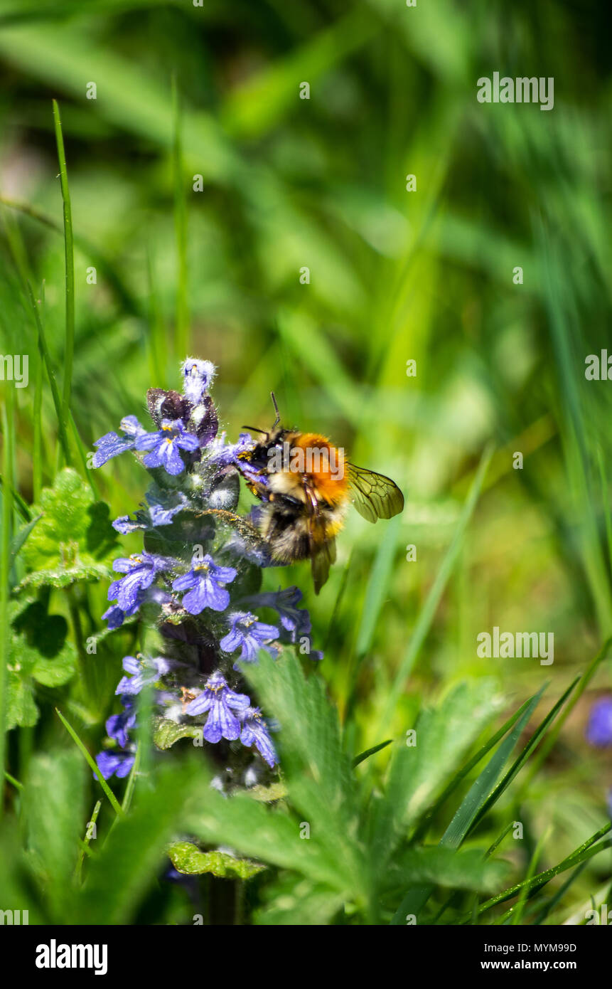 Bumble Bee Pollen High Resolution Stock Photography and Images - Alamy