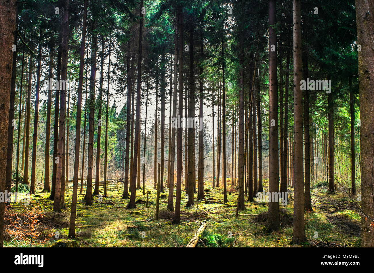 Backlit forest scene tall trees, green leafs, soft warm light Stock Photo