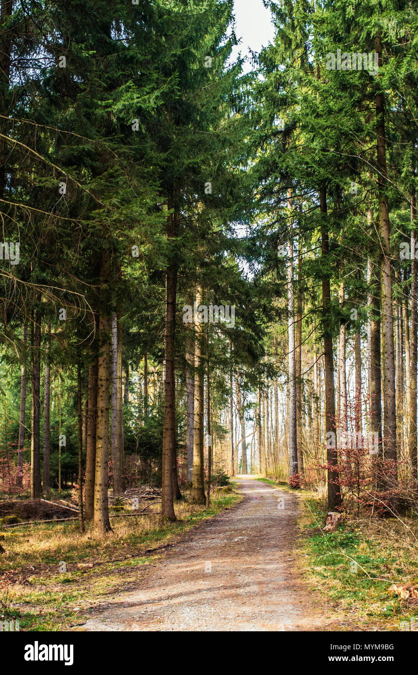 Pathway in the forest with tall trees, green leafs, warm tones Stock Photo