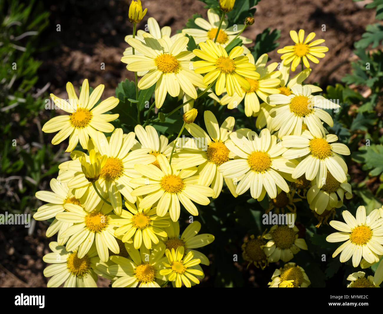 Single yellow flowers of the Marguerite daisy, Argyranthemum frutescens Stock Photo