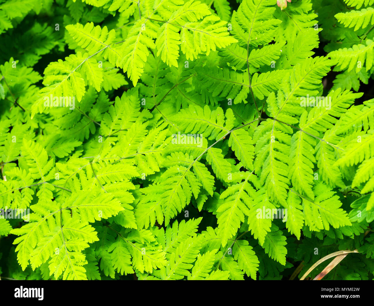 Delicate, densely clustered fronds of the plumose oak fern, Gymnocarpium dryopteris 'Plumosum' Stock Photo