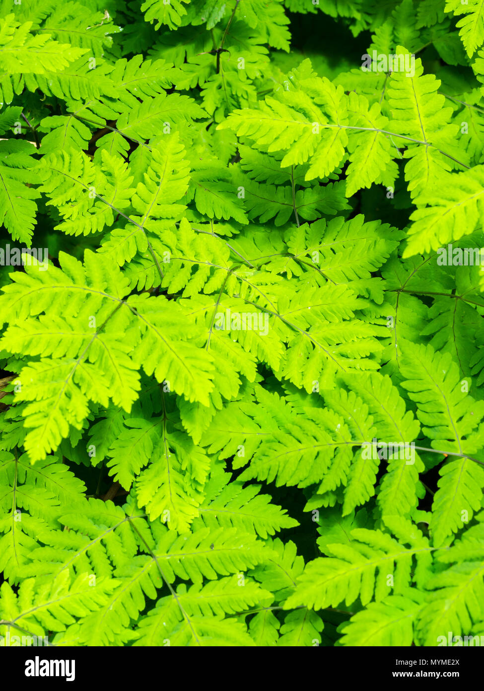 Delicate, densely clustered fronds of the plumose oak fern, Gymnocarpium dryopteris 'Plumosum' Stock Photo