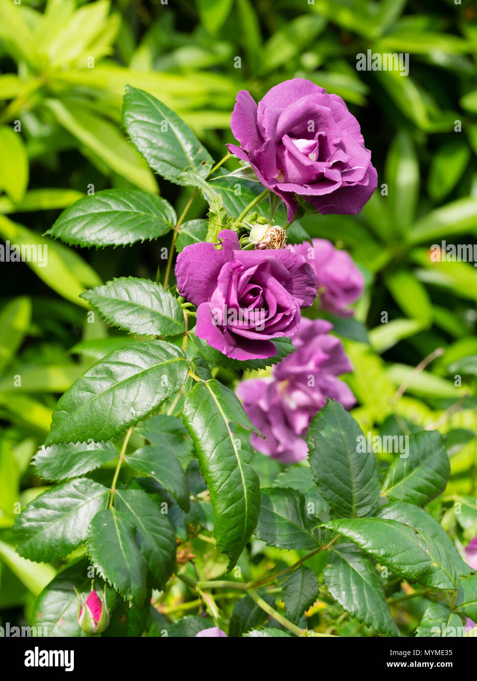 Rosa Rhapsody Slaty purple-blue of the highly fragrant semi-double shrub rose, Rosa ...