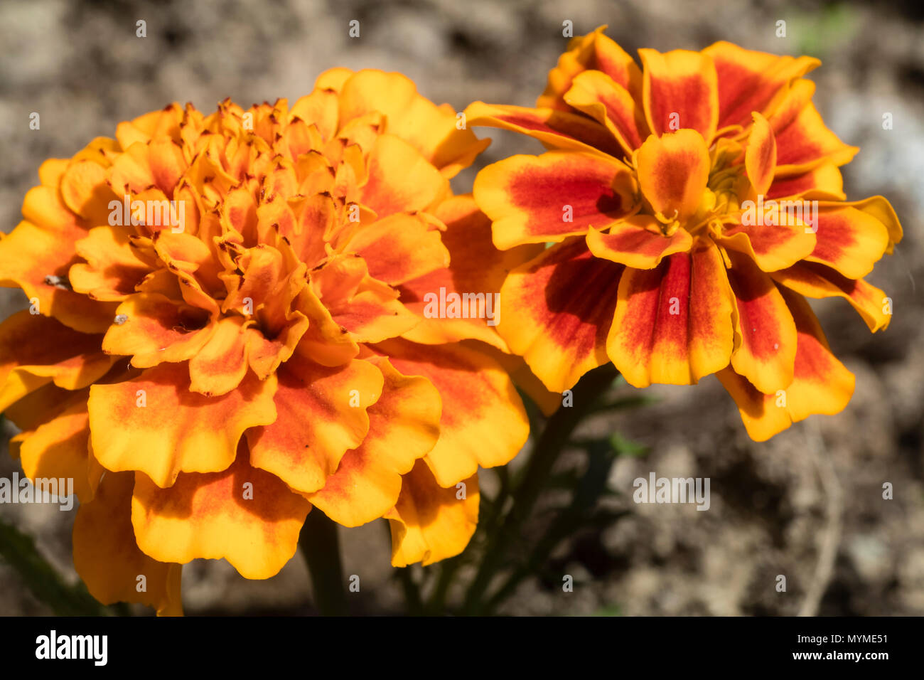 Bright red orange double flowers of the summer bedding African marigold, Tagetes 'Durango Flame' Stock Photo