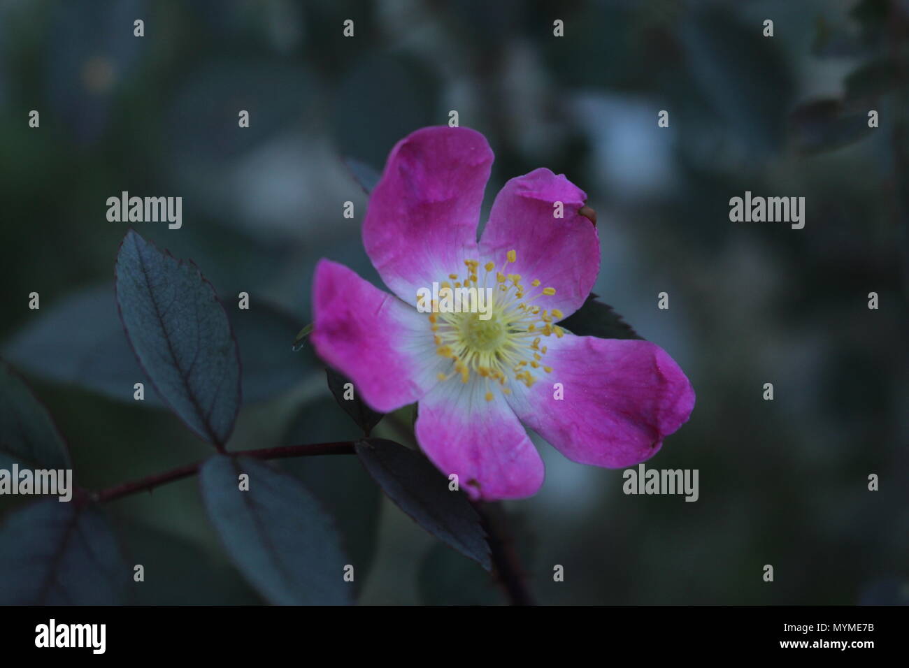 Single pink flower of Rosa canina dog rose Stock Photo Alamy