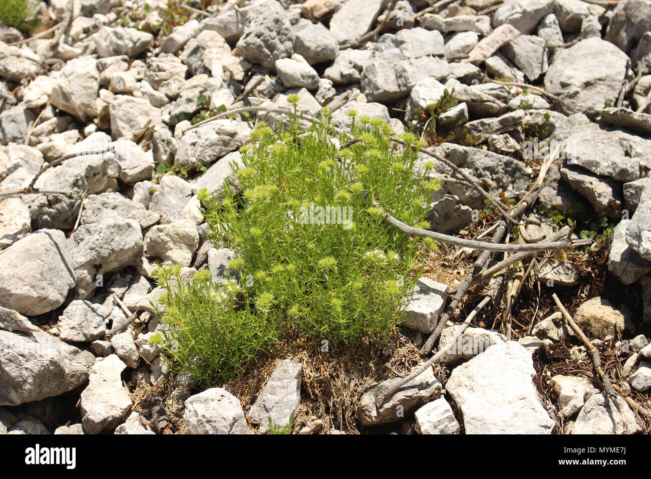 Vegetaion of scree habitats with Drypis spinosa Stock Photo