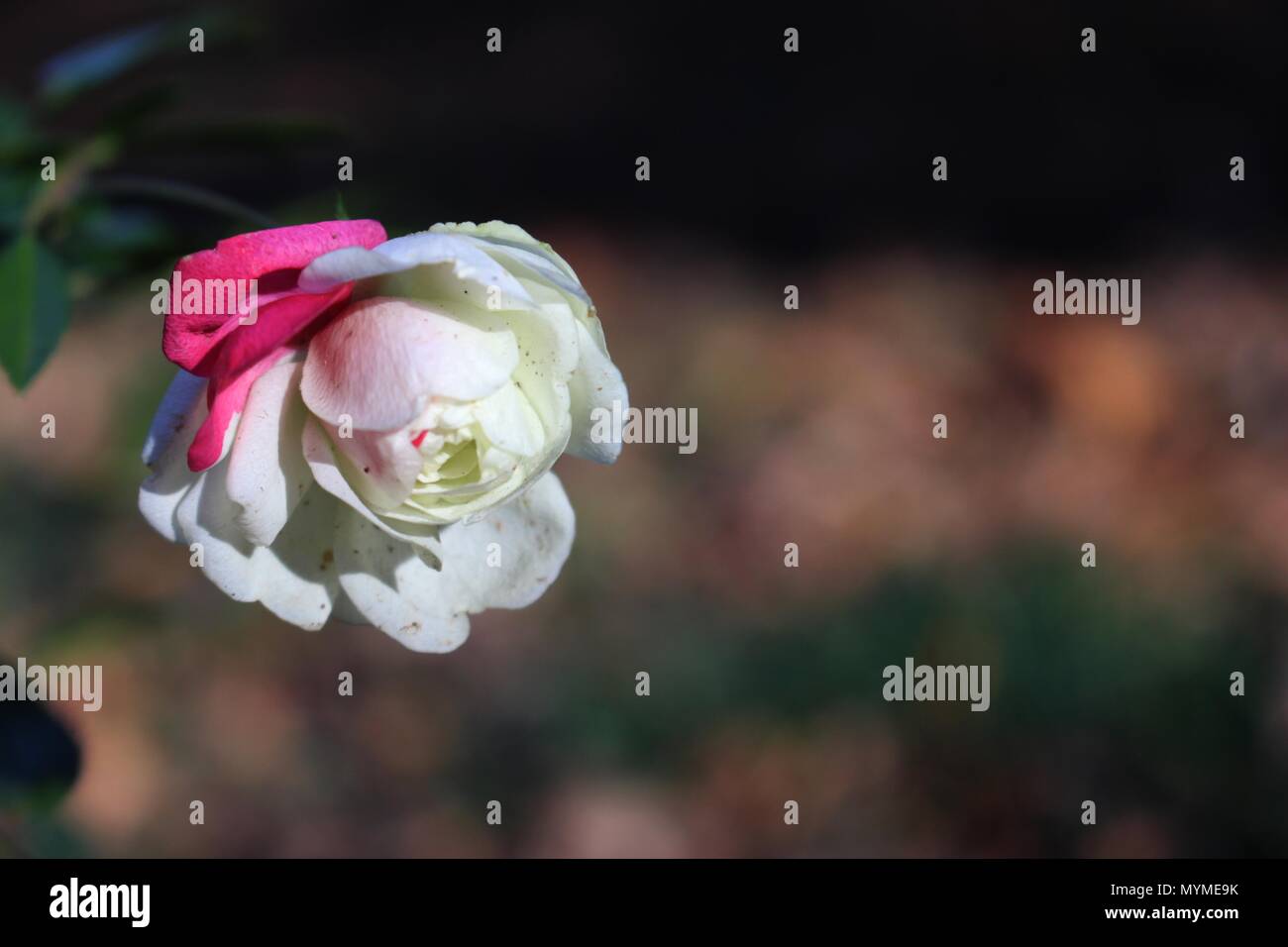 Unusual rose color hi-res stock photography and images - Alamy