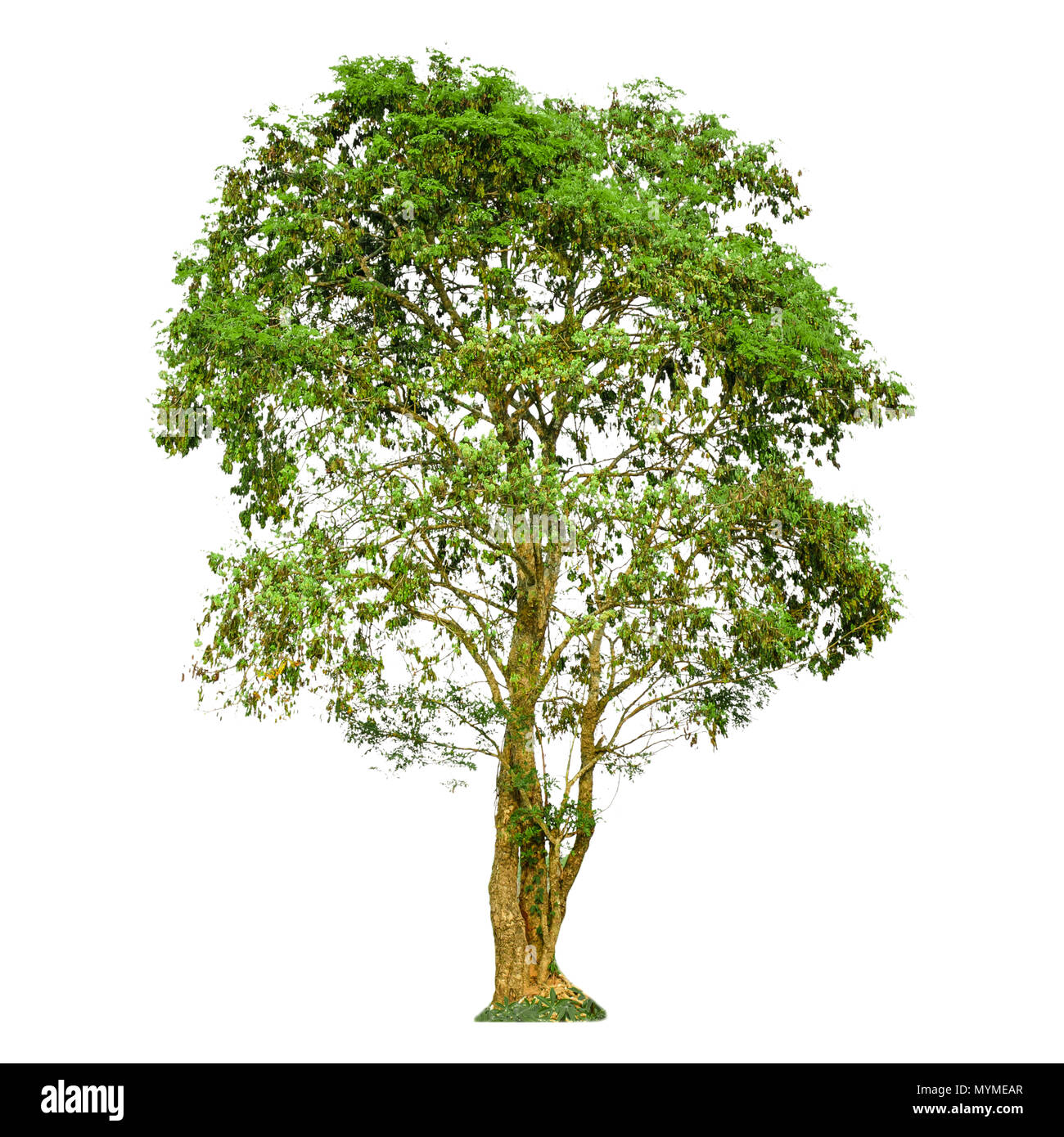A tree shape and Tree branch on white background for isolate the ...