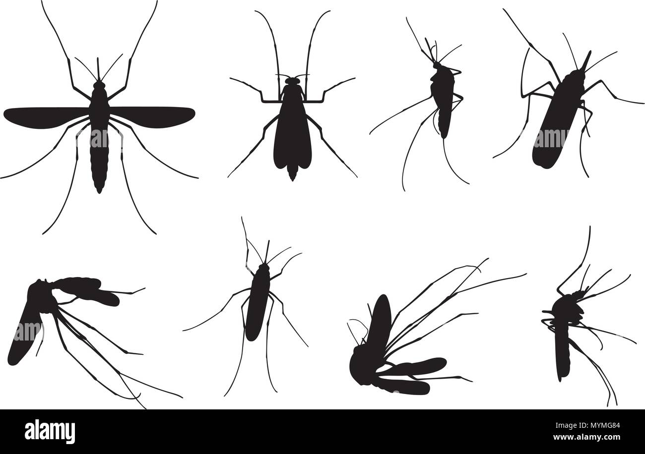 Set of different mosquitoes isolated on white Stock Vector