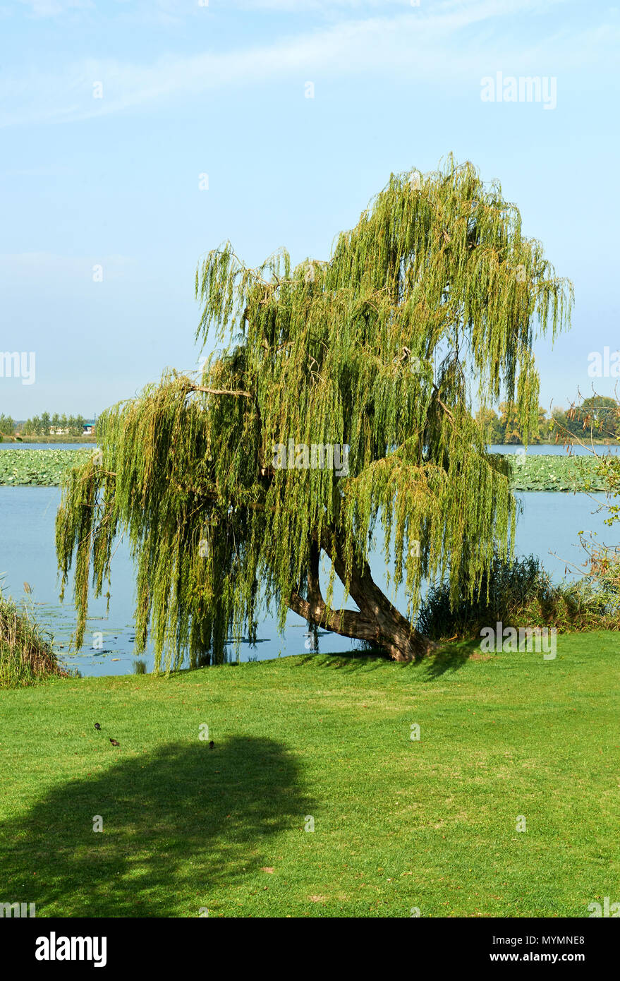 Weeping willow in autumn hi-res stock photography and images - Alamy