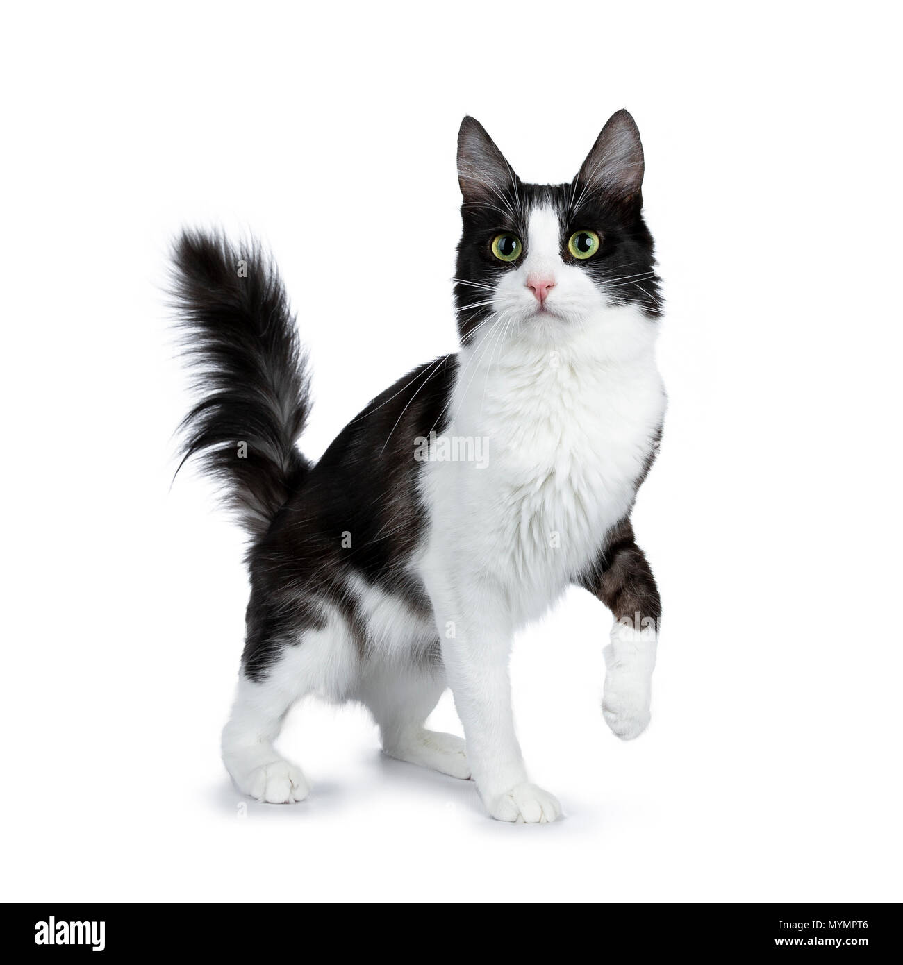 Funny black smoke with white Turkish Angora cat standing isolated on white background with tail in the air and one paw lifted Stock Photo