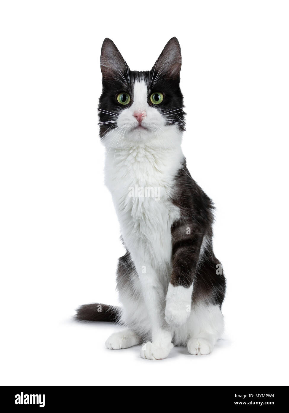 Funny black smoke with white Turkish Angora cat sitting on white background with one paw slightly lifted from ground Stock Photo