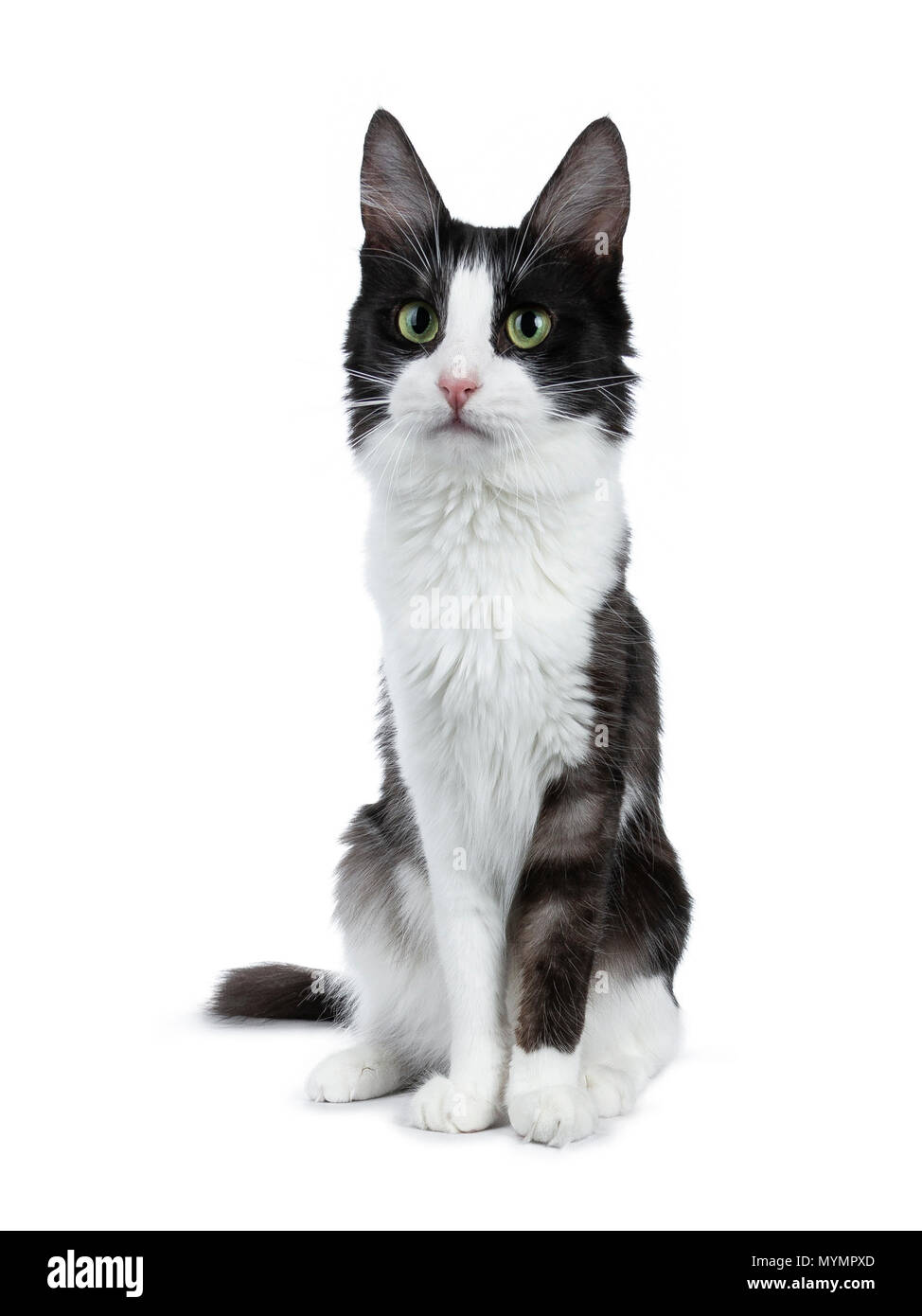 Cute black smoke with white Turkish Angora cat sitting on white background and looking to the side Stock Photo