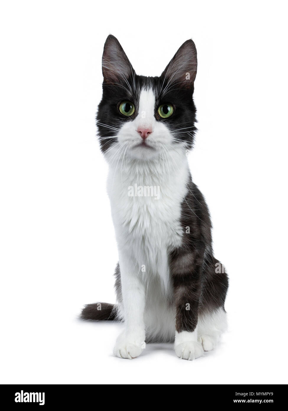 Funny black smoke with white Turkish Angora cat sitting isolated on white and looking directly to lens Stock Photo