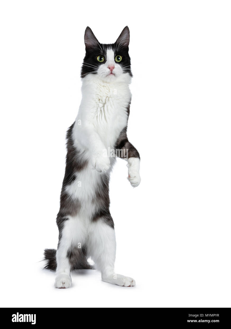 slide lack Break apart Funny black smoke with white Turkish Angora cat standing isolated on white  background with tail in the air and one paw lifted Stock Photo - Alamy