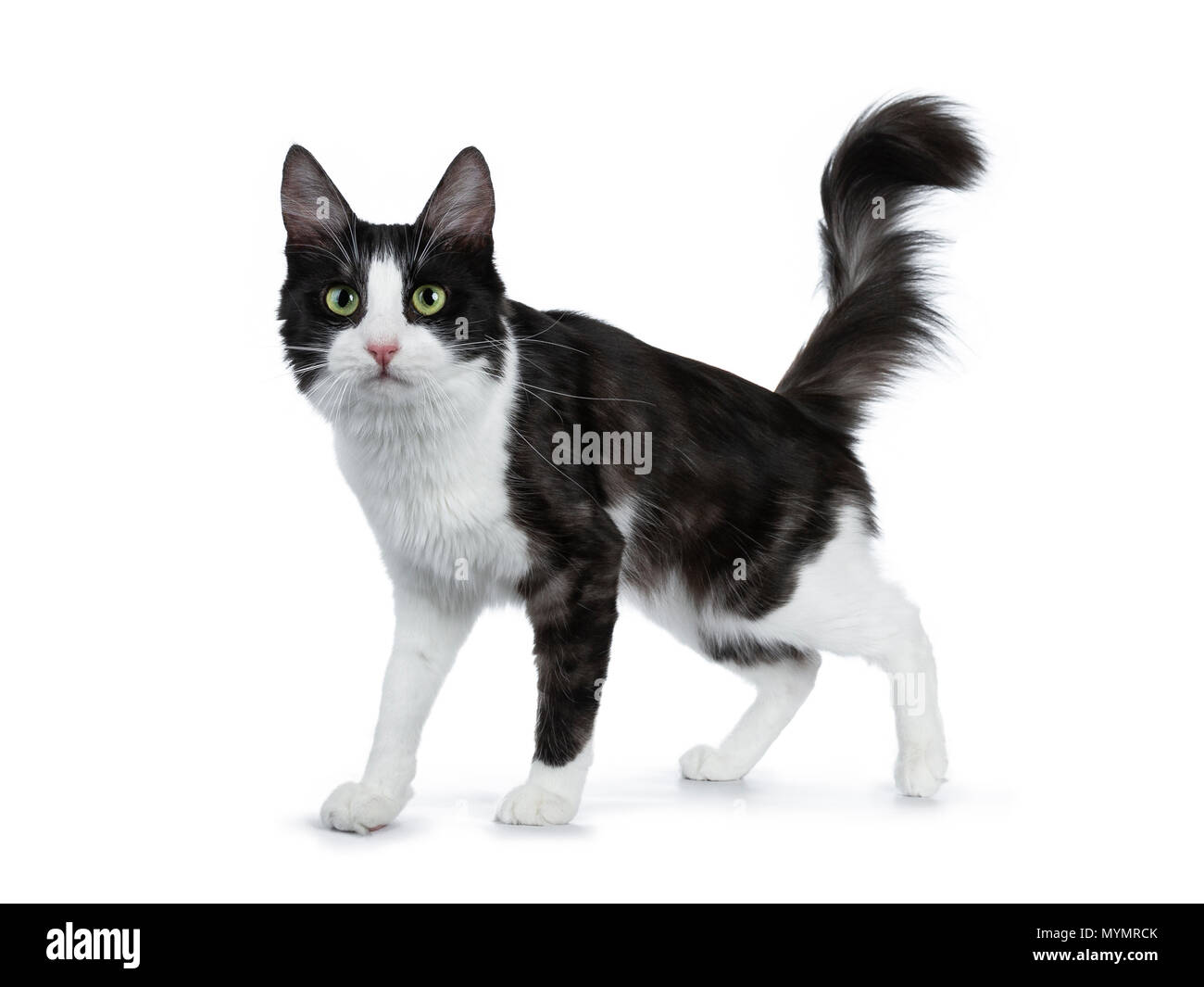 Cute black smoke with white Turkish Angora cat standing side ways on white background with tail in the air Stock Photo