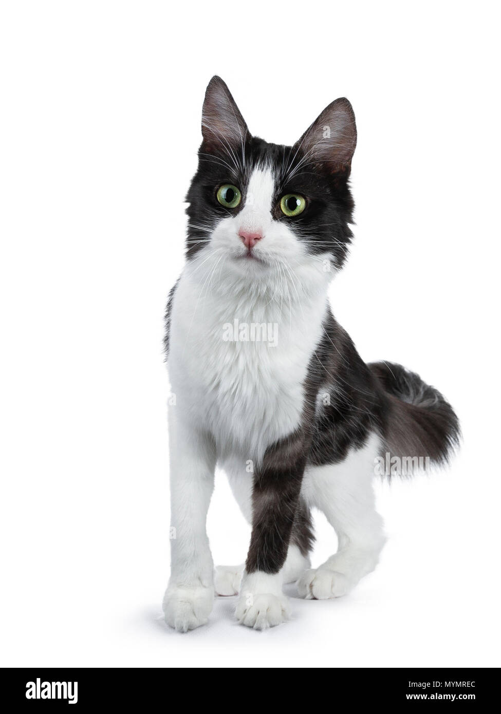 Funny black smoke with white Turkish Angora cat standing on white curious looking to the side Stock Photo