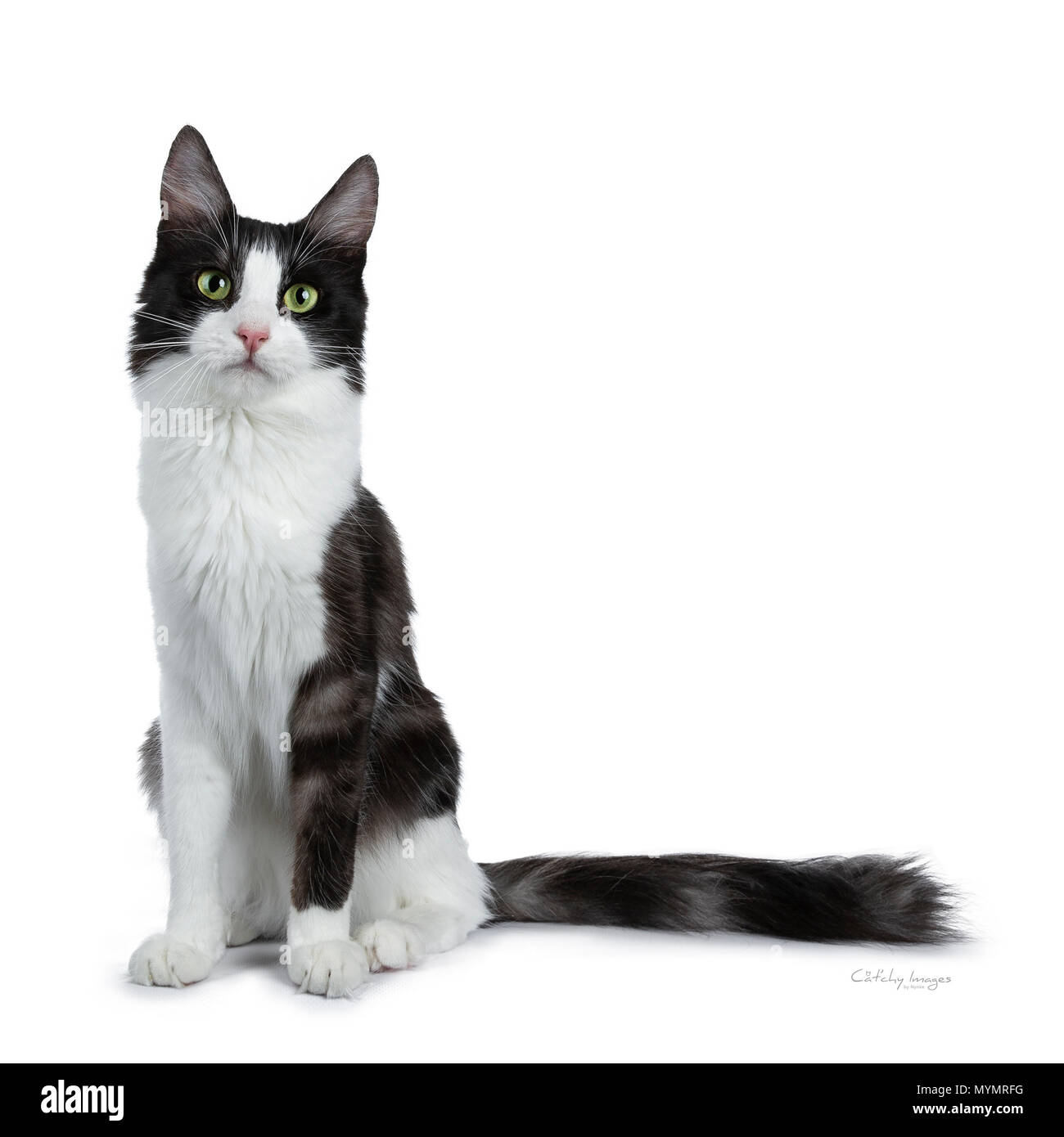 Funny black smoke with white Turkish Angora cat sitting isolated on white and looking directly to lens Stock Photo