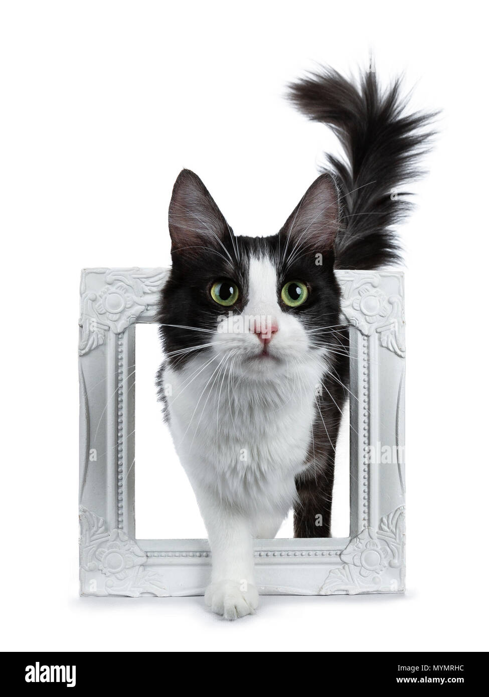 Cute black smoke with white Turkish Angora cat standing in white photo frame on white background with tail in the air Stock Photo