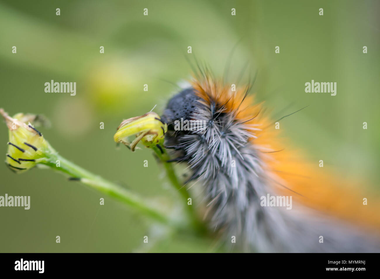 Macro of a hairty caterpillar Stock Photo