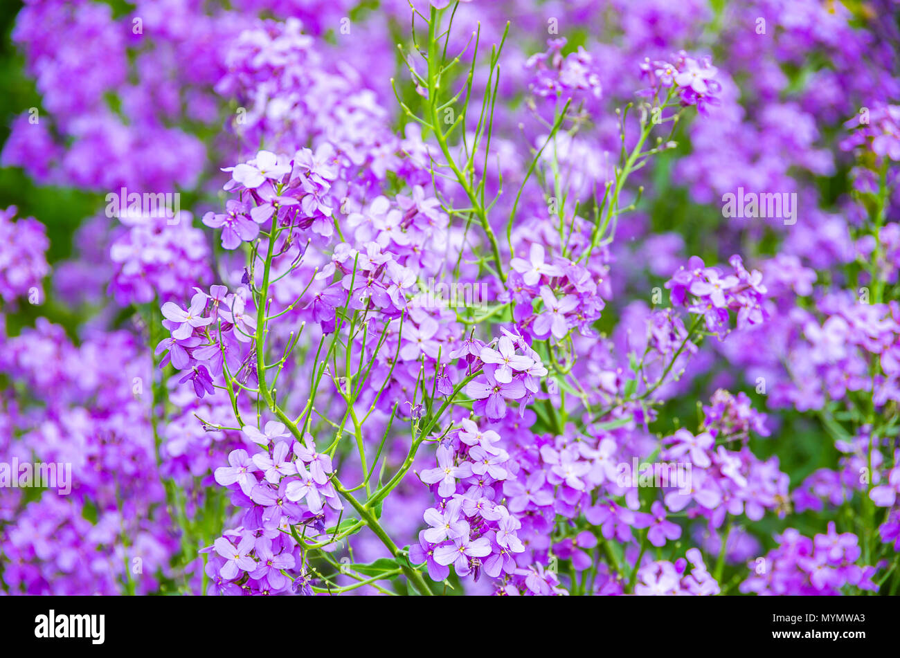 Beautiful dame's-violets, Hesperis matronalis. Stock Photo