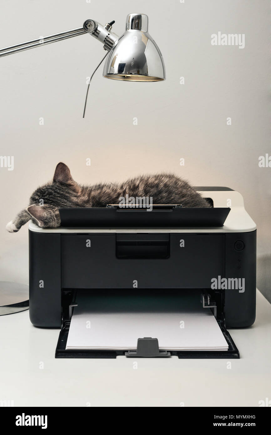 Cute little grey kitten sleeping on printer under table lamp Stock Photo