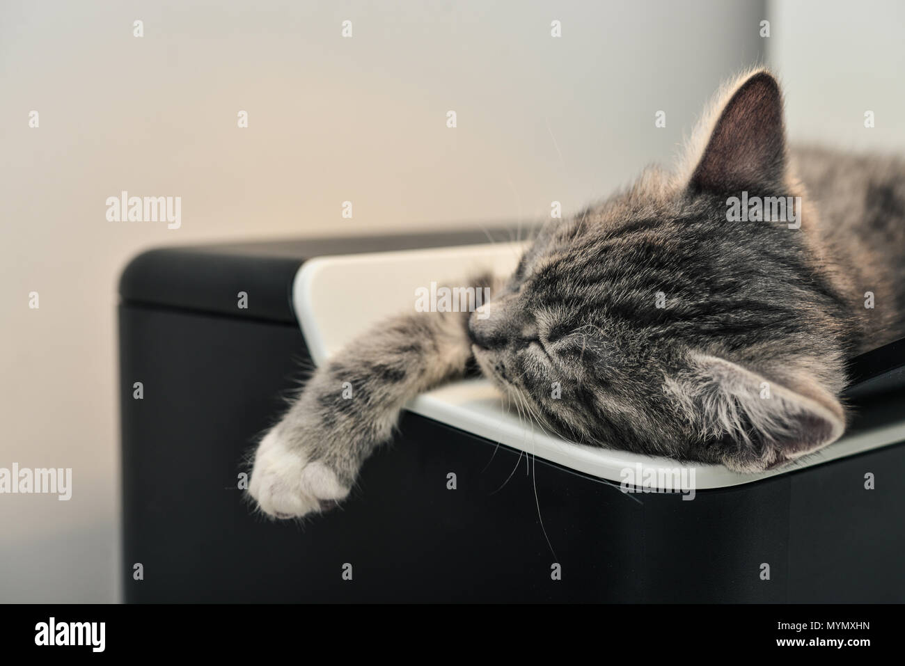 Cute little grey kitten sleeping on printer closeup Stock Photo - Alamy
